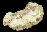 Oreodont (Merycoidodon) Partial Skull - Wyoming #145845-2